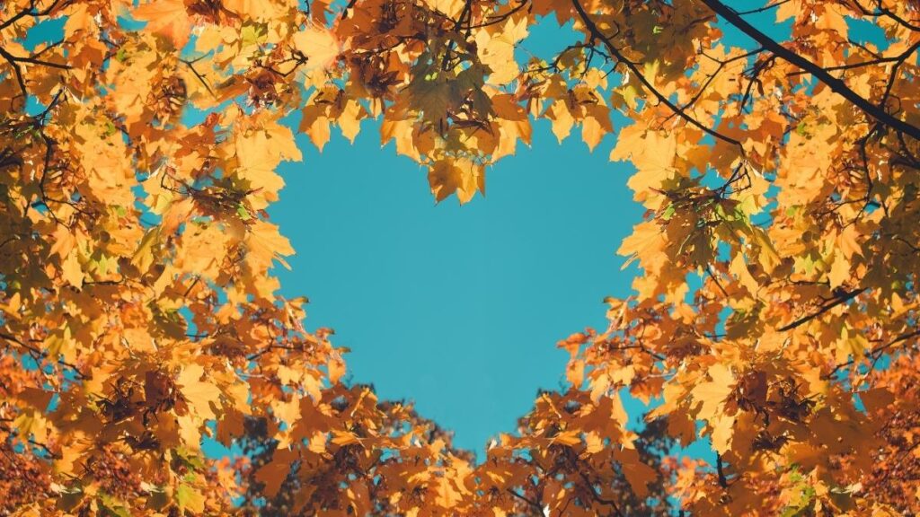 autumn heart leaves